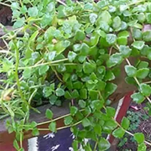 Buy tangled vine plant nursery nisarga