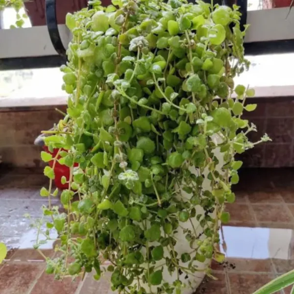 Buy Tangled heart (Plectranthus prostratus) from Nursery Nisarga