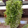 Buy Tangled Heart Plant At Nursery Nisarga