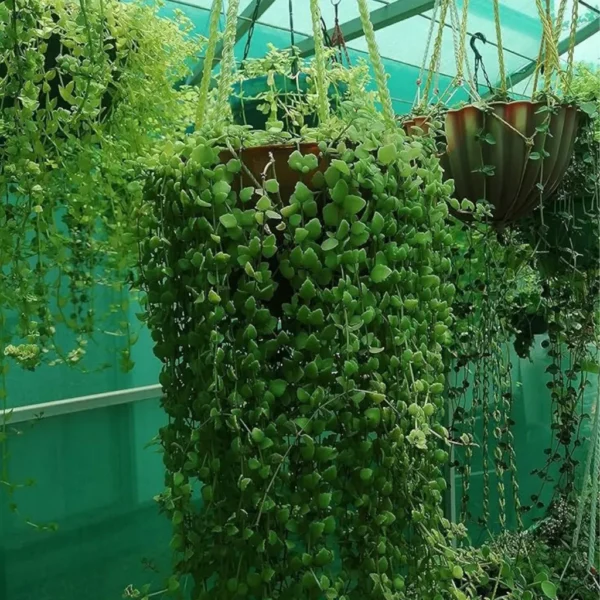 Buy Tangled heart (Plectranthus prostratus) from Nursery Nisarga