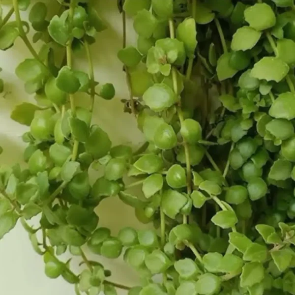 Buy Tangled heart (Plectranthus prostratus) from Nursery Nisarga