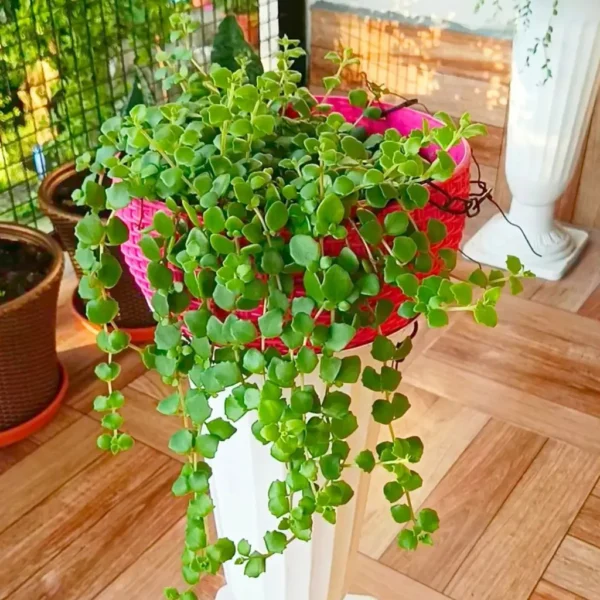 Buy Tangled heart (Plectranthus prostratus) from Nursery Nisarga