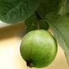 Buy Thai Guava, Grafted Guava, Amrud, Psidium guajav Plant - Nursery Nisarga