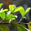 Buy Thai Guava, Grafted Guava, Amrud, Psidium guajav Plant - Nursery Nisarga