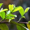 Buy Thai Guava, Grafted Guava, Amrud, Psidium guajav Plant - Nursery Nisarga