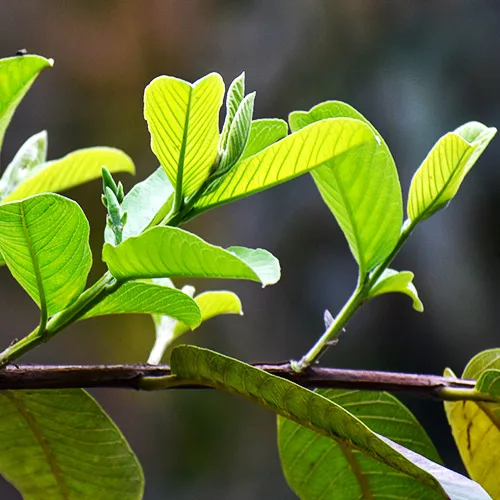 Buy Thai Guava, Grafted Guava, Amrud, Psidium guajav Plant - Nursery Nisarga