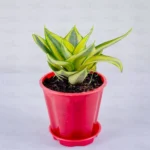 Buy Sansevieria Trifasciata Golden “Hahnii” Online At Nursery Nisarga