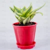 Buy Sansevieria Trifasciata Golden “Hahnii” Online At Nursery Nisarga