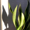 Buy Sansevieria Trifasciata Golden “Hahnii” Online At Nursery Nisarga