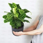 Buy Calathea Zebrina, Zebra plant with premium pot online