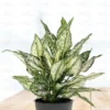 Buy Aglaonema Snow White, Chinese Evergreen - Nursery Nisarga