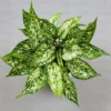 Buy Aglaonema Snow White, Chinese Evergreen - Nursery Nisarga