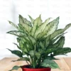 Buy Aglaonema Snow White, Chinese Evergreen - Nursery Nisarga