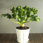 Buy Philodendron Selloum plant online - Nursery Nisarga