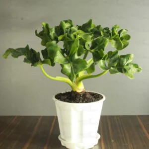 Buy Philodendron Selloum plant online - Nursery Nisarga
