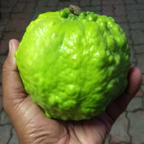 Buy Thai Guava, Grafted Guava, Amrud, Psidium guajav Plant - Nursery Nisarga