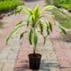 Buy Dracaena Victoria, Dracaena fragrans – Plant online - Nursery Nisarga