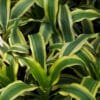 Buy Dracaena Victoria, Dracaena fragrans – Plant online - Nursery Nisarga