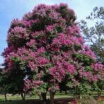 Buy Lagerstroemia Indica, Common Crape Myrtle – Plant - online - Nursery Nisarga