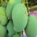 Buy Amrapali Mango Plant – Grafted Mango Tree - Nursery Nisarga