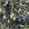 Buy Amrapali Mango Plant – Grafted Mango Tree - Nursery Nisarga