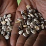 Buy Sem phali, Limba beans