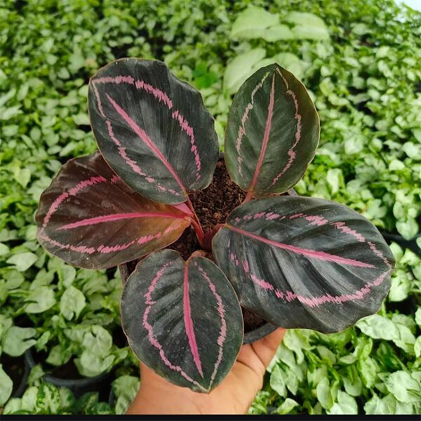 Buy Calathea Dottie, Roseopicta plant - Nursery Nisarga