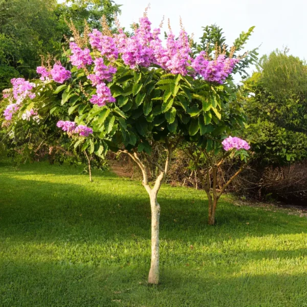 Buy Lagerstroemia speciosa, Pride of India (Jarul) Common Crape Myrtle - Plant - online - Nursery Nisarga
