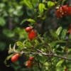 Buy Dwarf Pomegranate, Anar Plant - Online - Nursery Nisarga