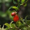 Buy Dwarf Pomegranate, Anar Plant - Online - Nursery Nisarga