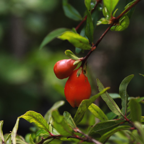 Buy Dwarf pomegranate , Anar plant - online - Nursery Nisarga