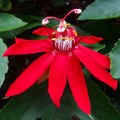 Buy Passion Flower, Krishna Kamal (Red)