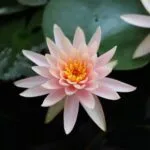 Buy lotus seeds