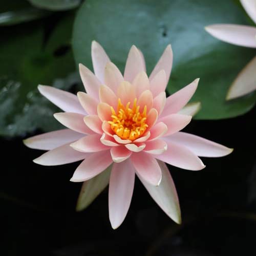 Water Plant Liveseeds 5 fresh seeds Nelumbo Nucifera Lotus pink 
