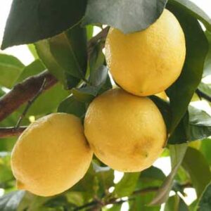 Buy Lemon Plant, Nimboo Online at Nursery Nisarga