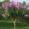 Buy Lagerstroemia speciosa, Pride of India (Jarul) Common Crape Myrtle - Plant - online - Nursery Nisarga
