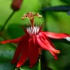 Buy Passiflora Incarnata Plant – Passion Flower, Krishnakamal, Passiflora (Red) from Nursery Nisarga