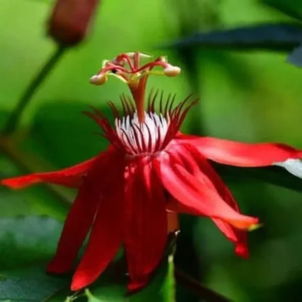 Buy Passiflora Incarnata Plant – Passion Flower, Krishnakamal, Passiflora (Red) from Nursery Nisarga