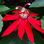 Buy Passiflora Incarnata Plant – Passion Flower, Krishnakamal, Passiflora (Red) from Nursery Nisarga