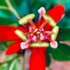 Buy Passiflora Incarnata Plant – Passion Flower, Krishnakamal, Passiflora (Red) from Nursery Nisarga