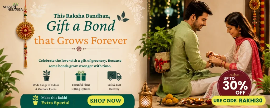 Special offer on Raksha bandhan use code RAKSHI30
