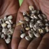 Buy Sem phali / Limba beans vegetable seeds from Nursery Nisarga