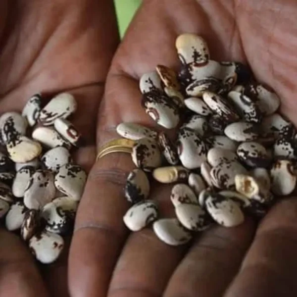 Buy Sem phali / Limba beans vegetable seeds from Nursery Nisarga