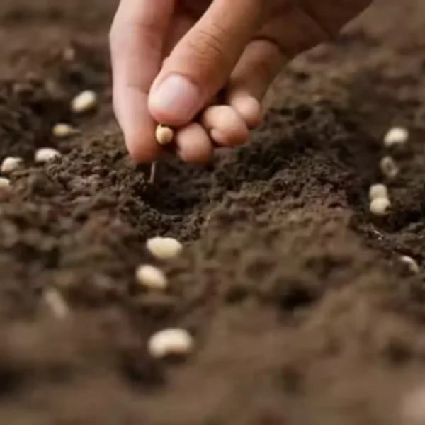 Buy Sem phali / Limba beans vegetable seeds from Nursery Nisarga