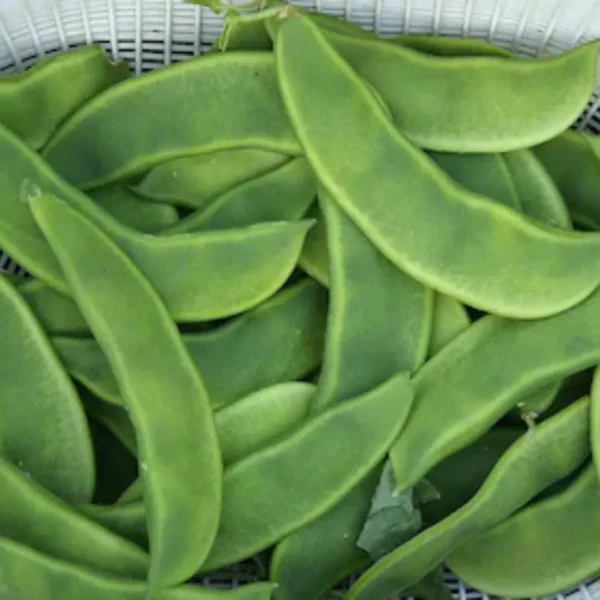 Buy Sem phali / Limba beans vegetable seeds from Nursery Nisarga