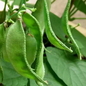 Buy Sem phali / Limba beans vegetable seeds from Nursery Nisarga