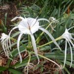 Spider lily, Hymenocallis littoralis