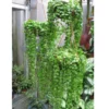 Buy Tangled Heart Plant At Nursery Nisarga