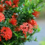 buy red mini ixora plant