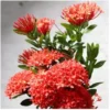 buy red mini ixora plant